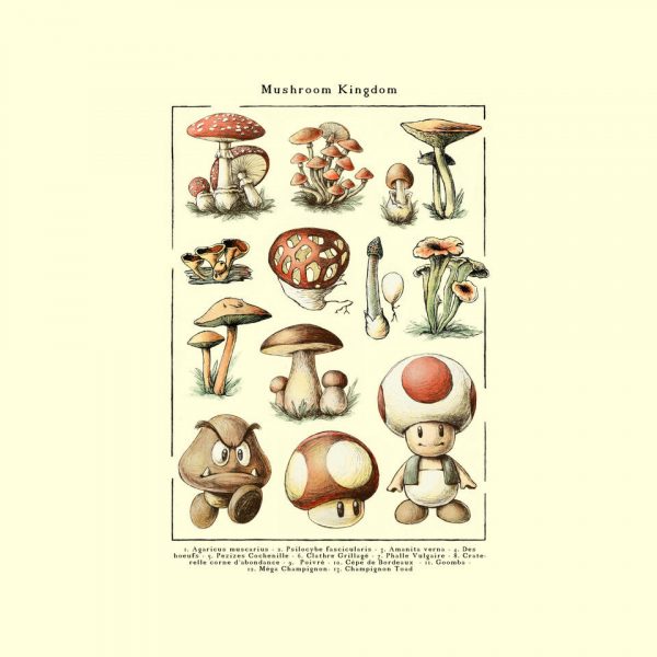 The Mushroom Kingdom - Image 4