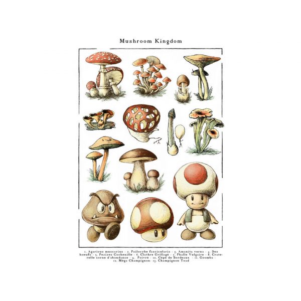The Mushroom Kingdom - Image 8
